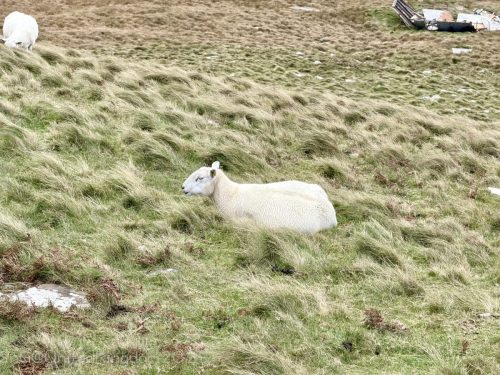 2025UnitedKingdom 385