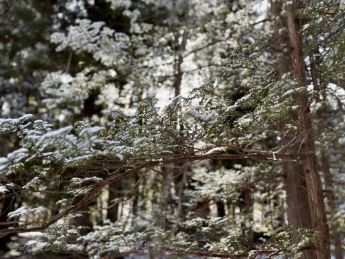 2026東京日光輕井澤 108