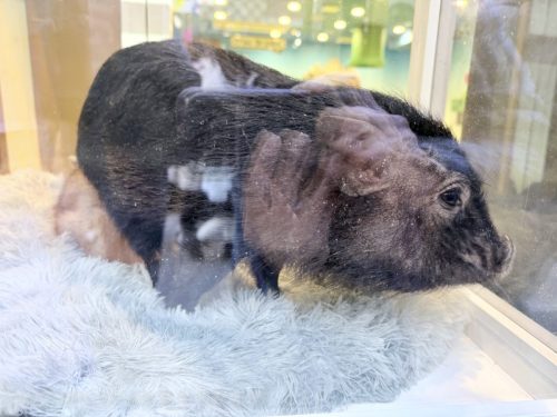 2026東京日光輕井澤 322