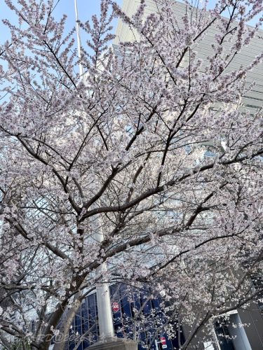 2026東京日光輕井澤 383